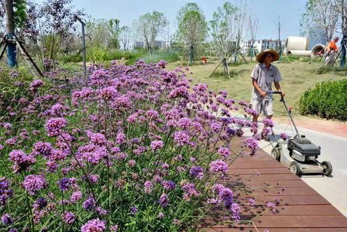 阜陽(yáng)這個(gè)游園,預(yù)計(jì)月底開放
