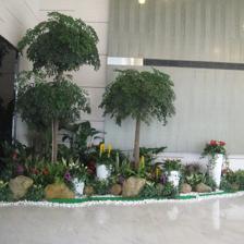 中山便宜的室內植物租賃,剪花剪草,風水綠植租賃,風水植物租賃,小區(qū)、工廠綠化養(yǎng)護,年花預定,年桔預定,園林規(guī)劃與設計,綠化工程施工,商場等室外綠化帶保養(yǎng),便宜的鮮花預訂,鮮花出租