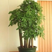 深圳市綠博仕園林綠化工程有限責任公司 供應產(chǎn)品