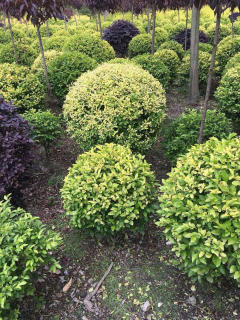 基地直供私家花園景觀造型綠化苗木、園林綠化工程施工