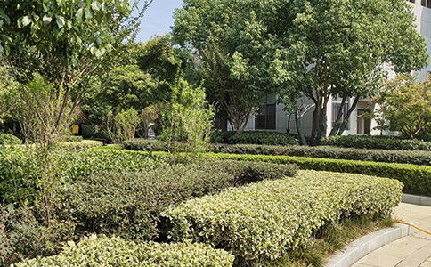 綠化養(yǎng)護找哪家 售后無憂