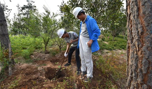 盛夏果實(shí),不負(fù)光陰 人文園林綠化施工實(shí)操技能培訓(xùn)圓滿完成