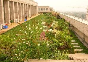 市園林綠化局檢查我區屋頂綠化工程，助力城市生態建設