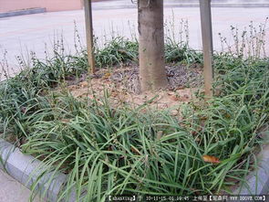 園林景觀與體育設施 從設計圖紙到植物圖鑒的全面資源導航