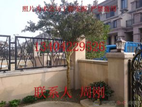 蘇州園林綠化 從設計、施工到養護的古典與現代融合之道